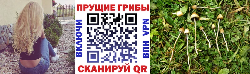 Галлюциногенные грибы прущие грибы  Шлиссельбург 